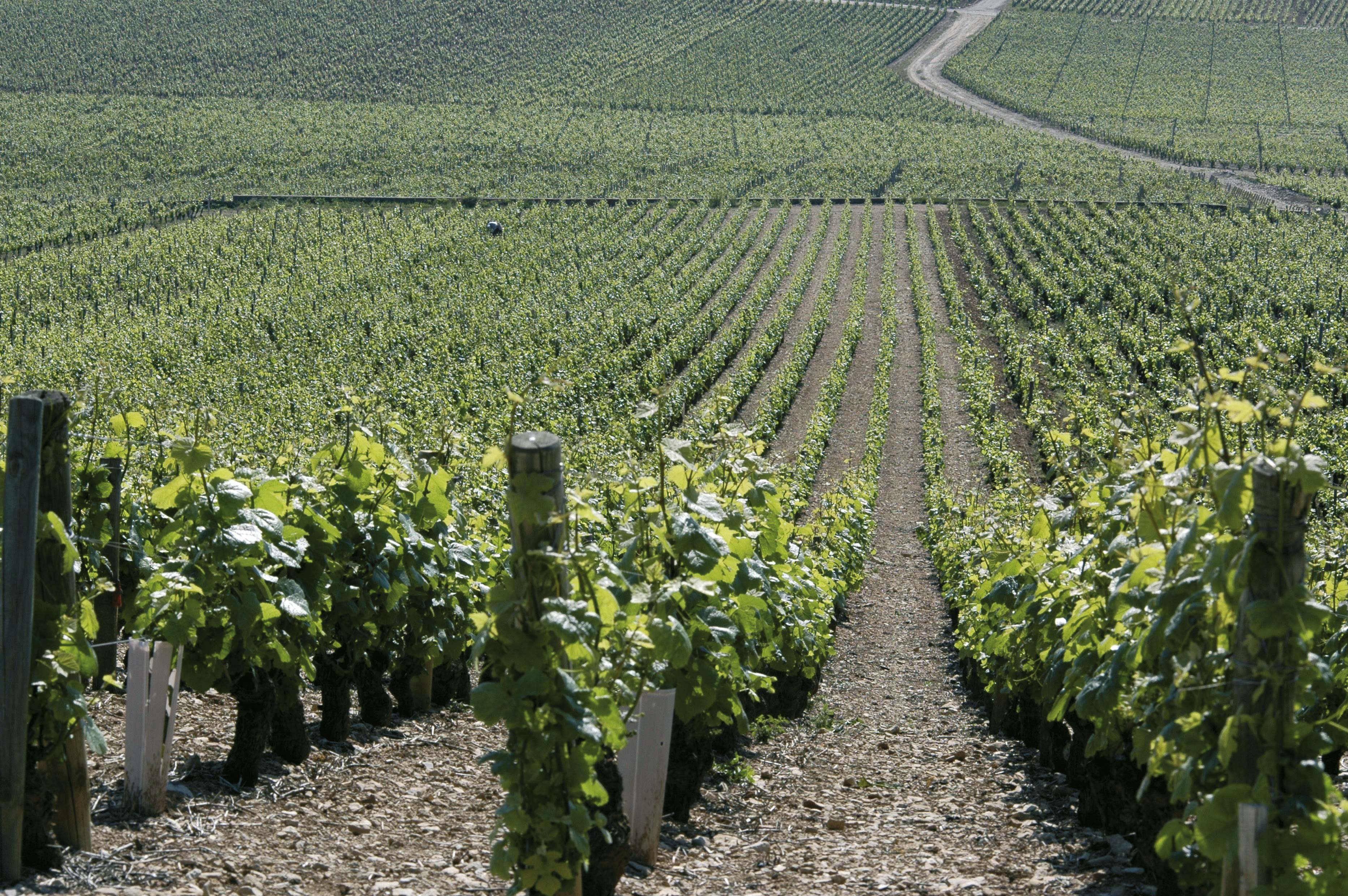 2500 M² De Vignes Plantés À Dijon, Secteur Des Valendons 2500 M² De Vignes Plantés À Dijon, Secteur Des Valendons
