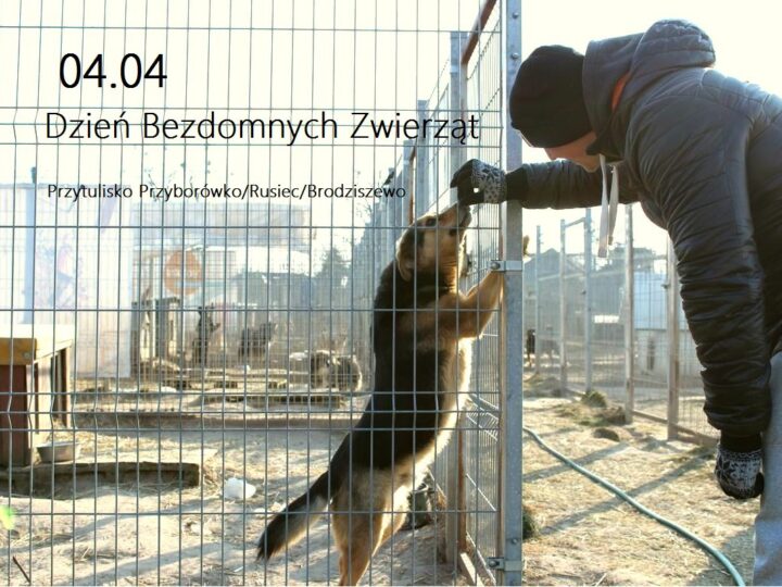 4 Kwietnia - Dzień Solidarności Ze Zwierzętami Bezdomnymi 4 Kwietnia - Dzień Solidarności Ze Zwierzętami Bezdomnymi