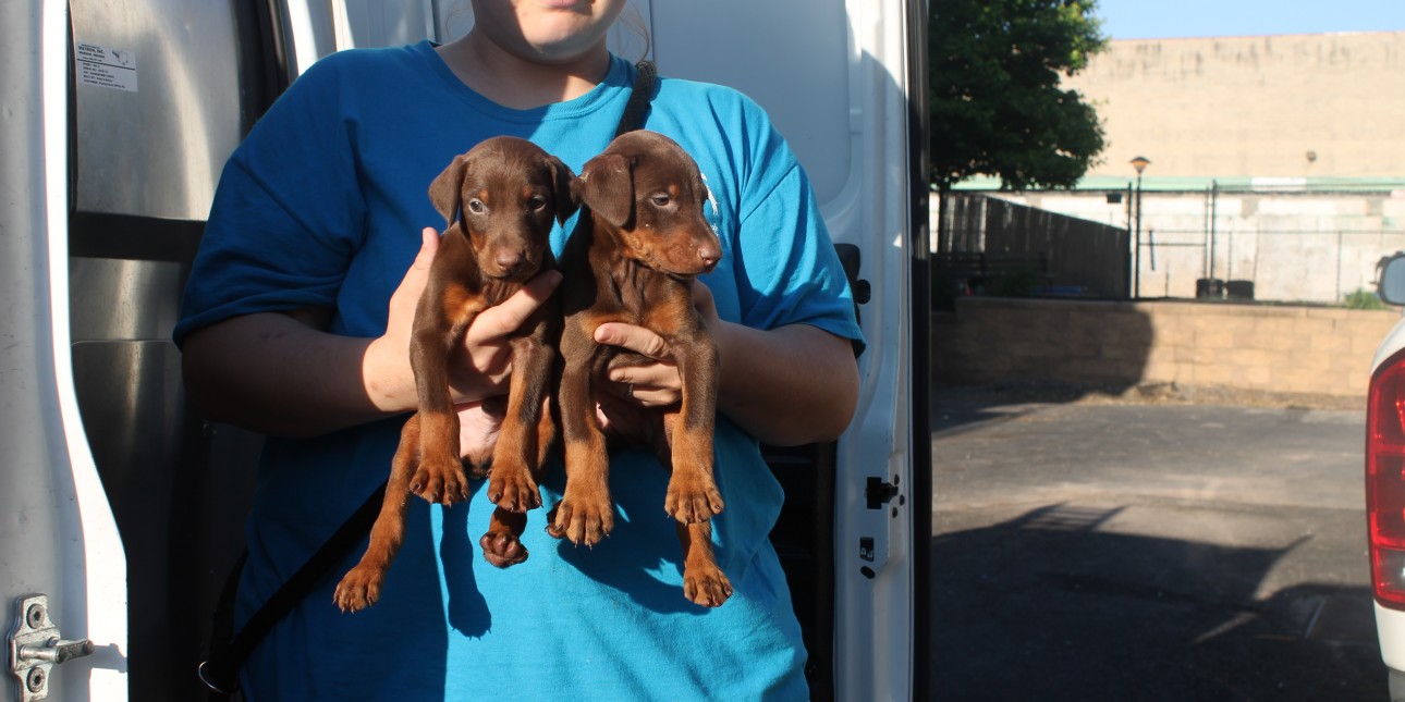 49 Dogs Removed From Licensed Breeder In Washington County: Animal Welfare Concerns 49 Dogs Removed From Licensed Breeder In Washington County: Animal Welfare Concerns