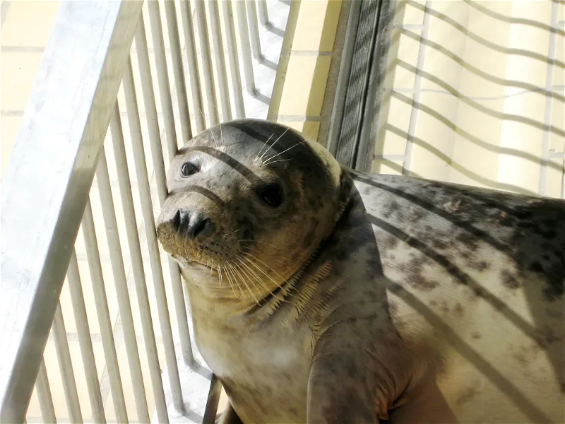 50 Years Of Seal Rescue: Pieterburen Center Releases Final Animals 50 Years Of Seal Rescue: Pieterburen Center Releases Final Animals