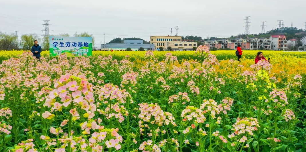 江西农大再添五种彩色油菜花,花色总数达75种 江西农大再添五种彩色油菜花,花色总数达75种