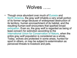 Addressing The Concerns Around Wolves In The North State Addressing The Concerns Around Wolves In The North State