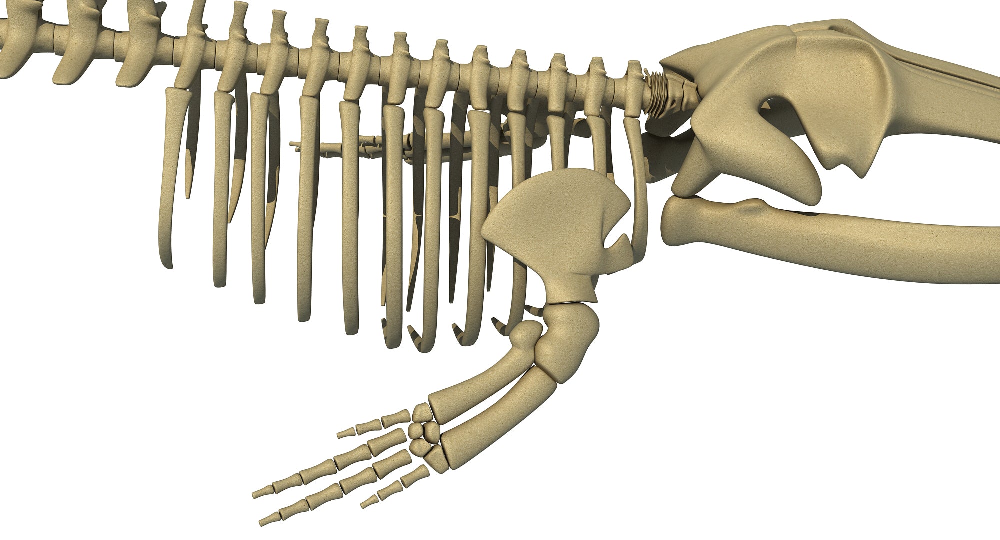 Anchorage Fin Whale Skeleton Recovery Delayed: Impact Of Warming Weather And Mud Anchorage Fin Whale Skeleton Recovery Delayed: Impact Of Warming Weather And Mud