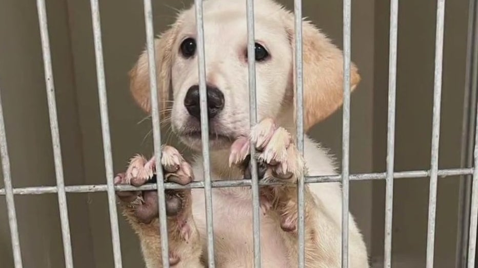 Animal Welfare Officials Remove 49 Dogs From Washington County Facility Animal Welfare Officials Remove 49 Dogs From Washington County Facility