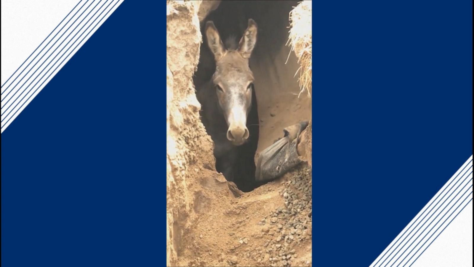 Annual Donkey Roundup Rocks Southern California Community Annual Donkey Roundup Rocks Southern California Community