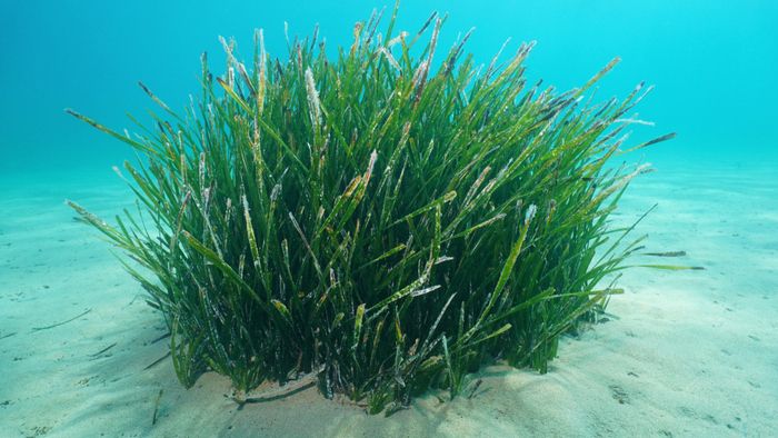 Boosting Scotland's Coastal Ecosystems: A Focus On Seagrass Restoration Boosting Scotland's Coastal Ecosystems: A Focus On Seagrass Restoration