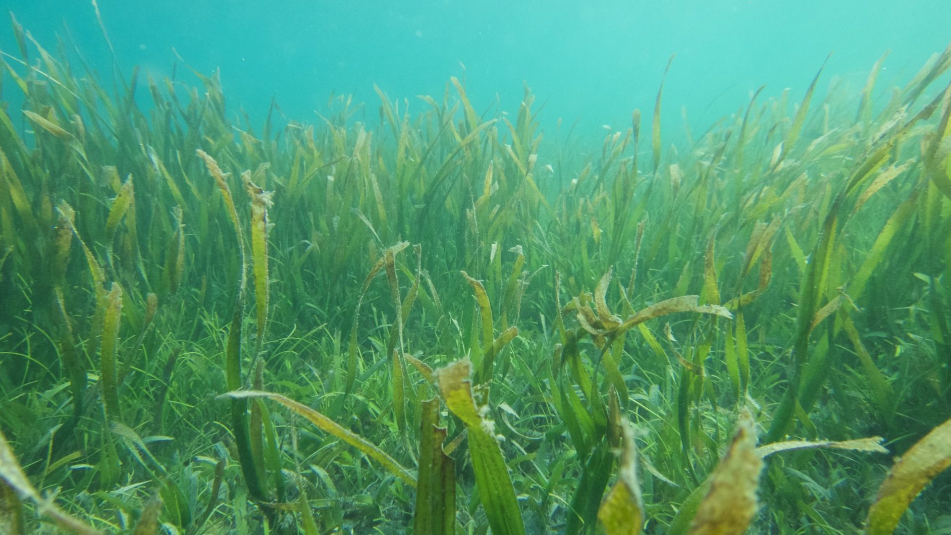 Boosting Scotland's Coastline: Seagrass Restoration Bids Boosting Scotland's Coastline: Seagrass Restoration Bids
