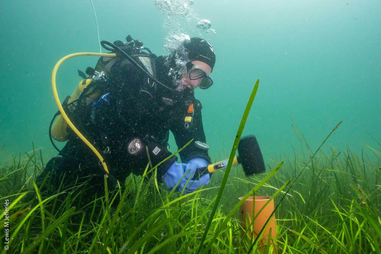 Boosting Scotland's Coastline: The Importance Of Seagrass Planting Initiatives Boosting Scotland's Coastline: The Importance Of Seagrass Planting Initiatives