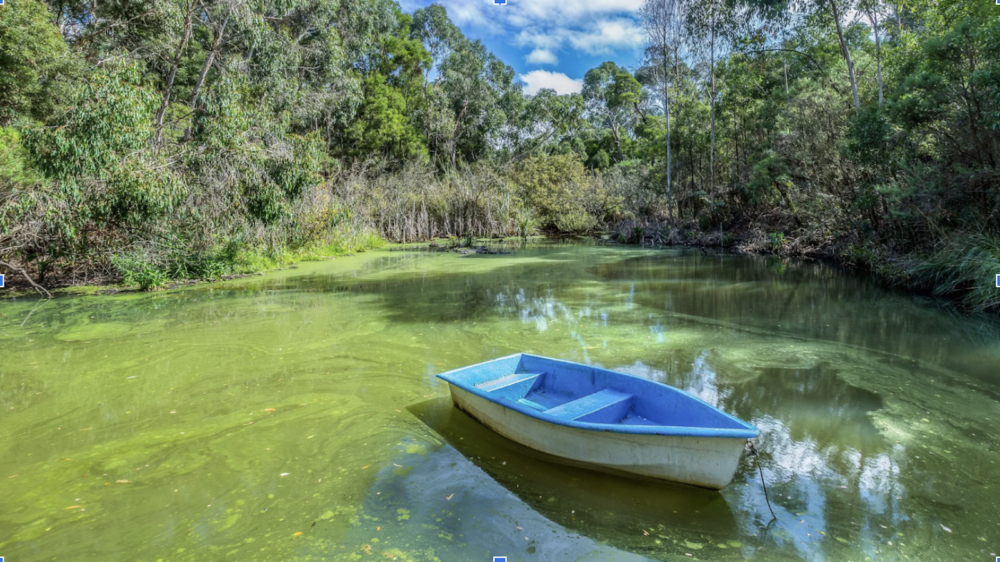 California Marine Life Suffers: The Toll Of Toxic Algae Blooms California Marine Life Suffers: The Toll Of Toxic Algae Blooms