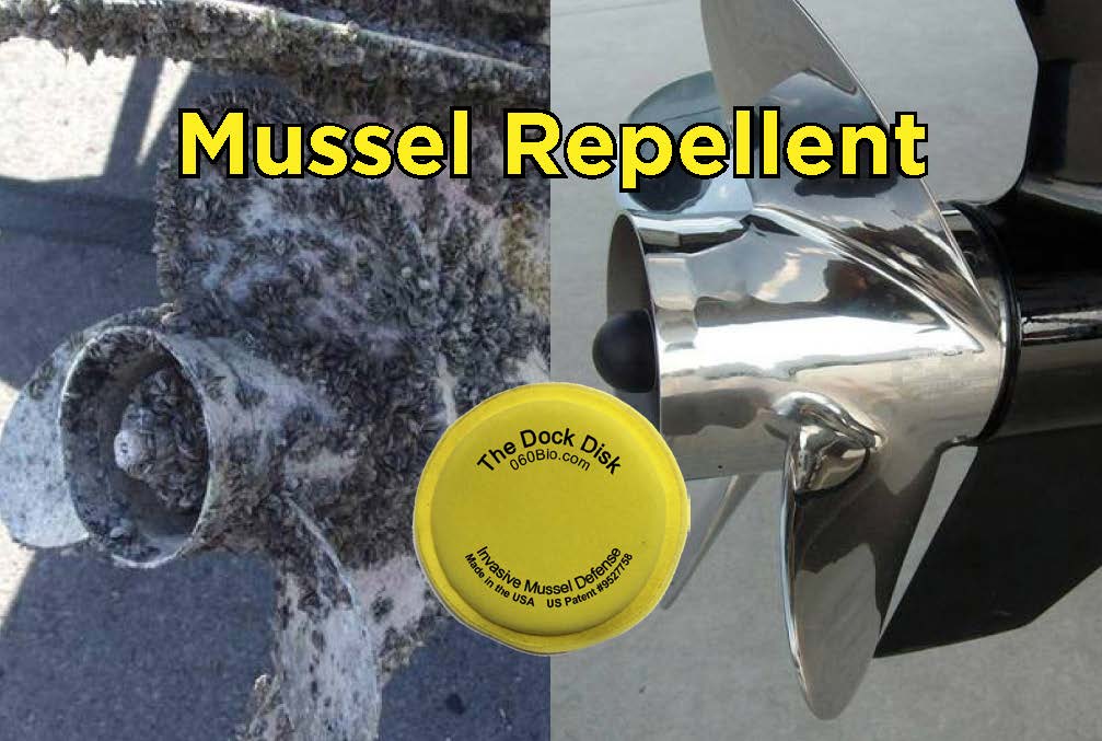 Casper Boat Lift: Unexpected Zebra Mussel Problem Revealed Casper Boat Lift: Unexpected Zebra Mussel Problem Revealed