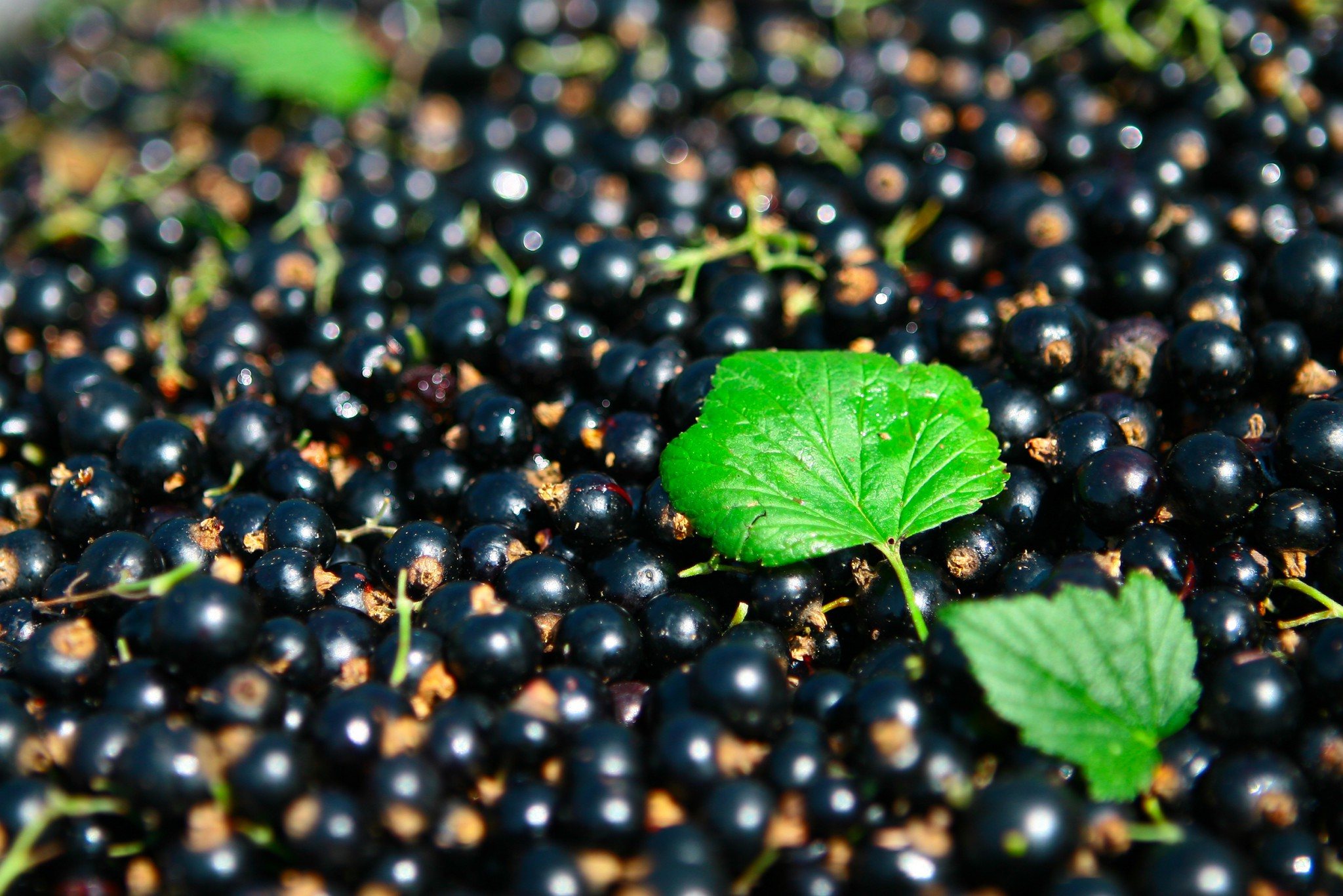 Cassis Blackcurrant: A Sophisticated Taste Experience Cassis Blackcurrant: A Sophisticated Taste Experience