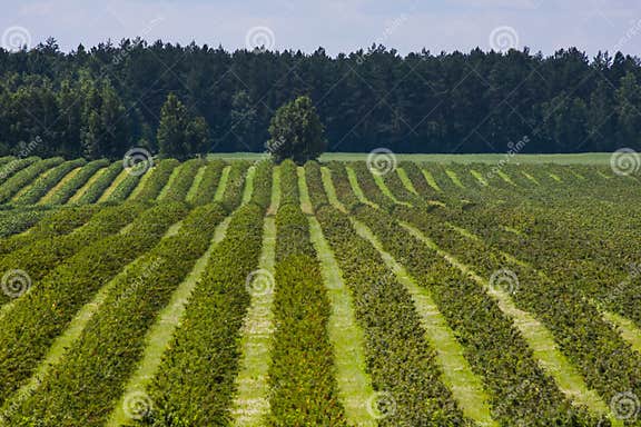Cassis Blackcurrant: Cultivation, Harvesting, And Its Unique Characteristics Cassis Blackcurrant: Cultivation, Harvesting, And Its Unique Characteristics