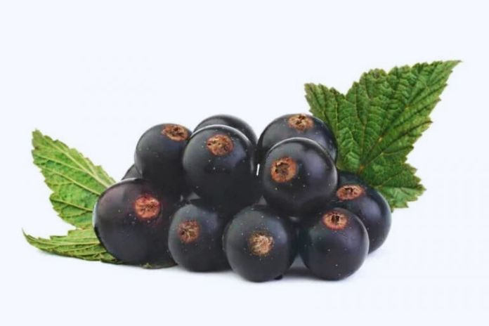 Cassis Blackcurrant: Uses, Benefits, And Production Cassis Blackcurrant: Uses, Benefits, And Production