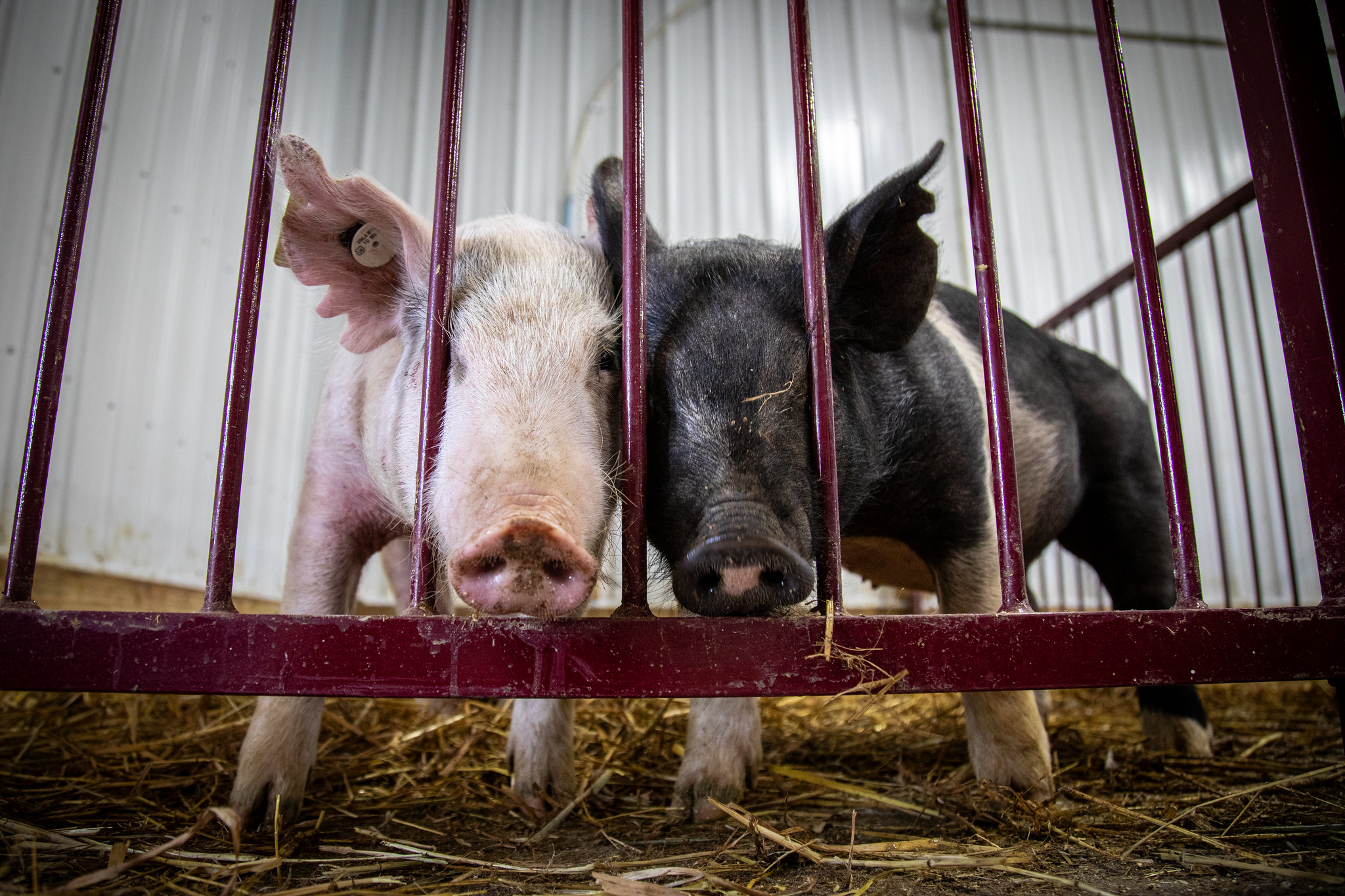 Central Campus Agriscience Program In Des Moines: A Temporary Suspension