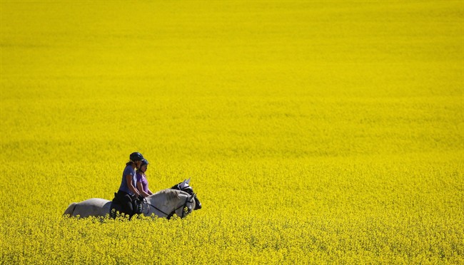China Diversifies Canola Imports Following Canada Dispute China Diversifies Canola Imports Following Canada Dispute