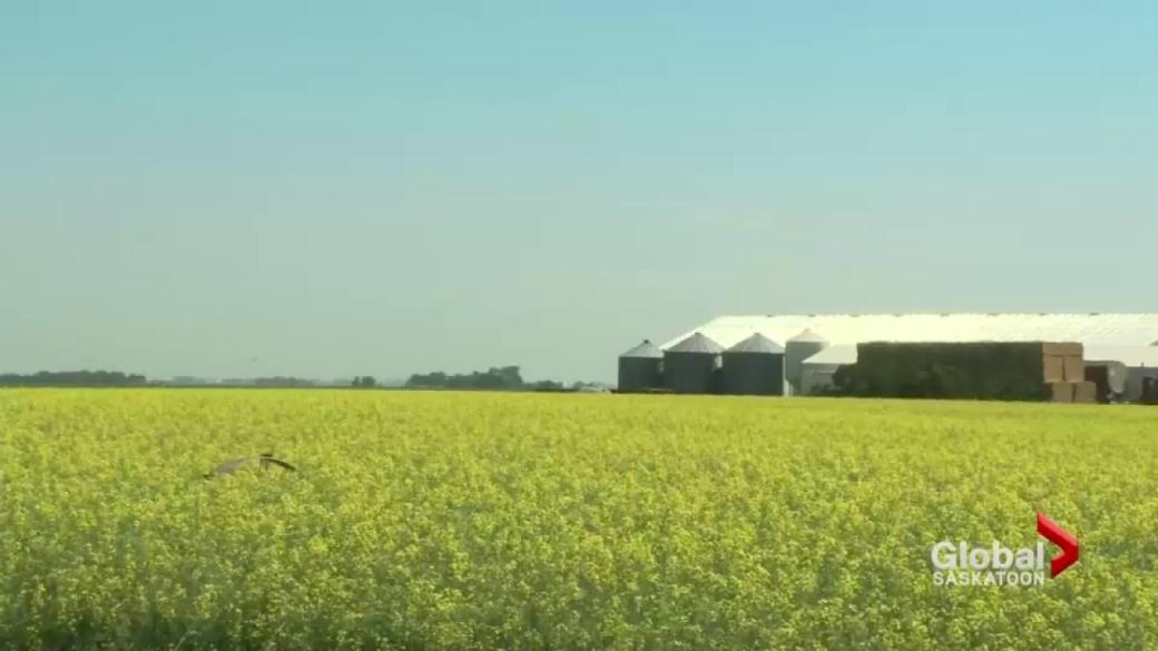 China Seeks Alternative Canola Sources Post-Canada Fallout China Seeks Alternative Canola Sources Post-Canada Fallout