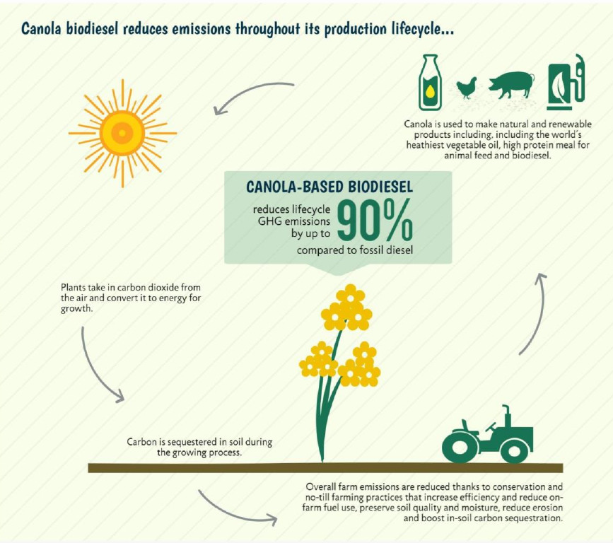 China's Canola Dependence: A Post-Canada Analysis China's Canola Dependence: A Post-Canada Analysis