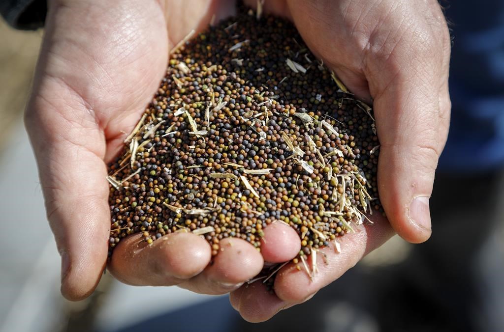 China's Canola Imports: Diversification Strategies And Challenges China's Canola Imports: Diversification Strategies And Challenges