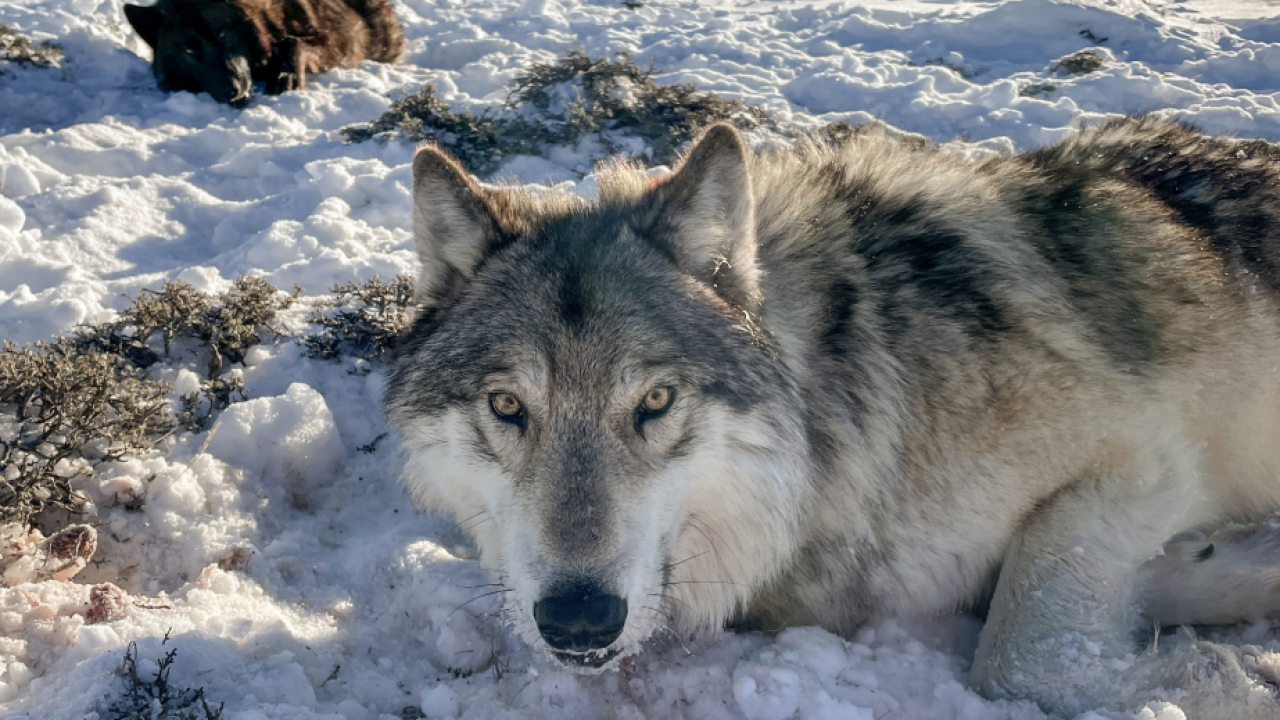 Colorado Gray Wolf Dies In Wyoming After Relocation Colorado Gray Wolf Dies In Wyoming After Relocation