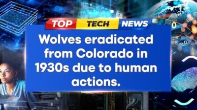 Colorado Gray Wolf Reintroduction Program Suffers Setback In Wyoming Colorado Gray Wolf Reintroduction Program Suffers Setback In Wyoming