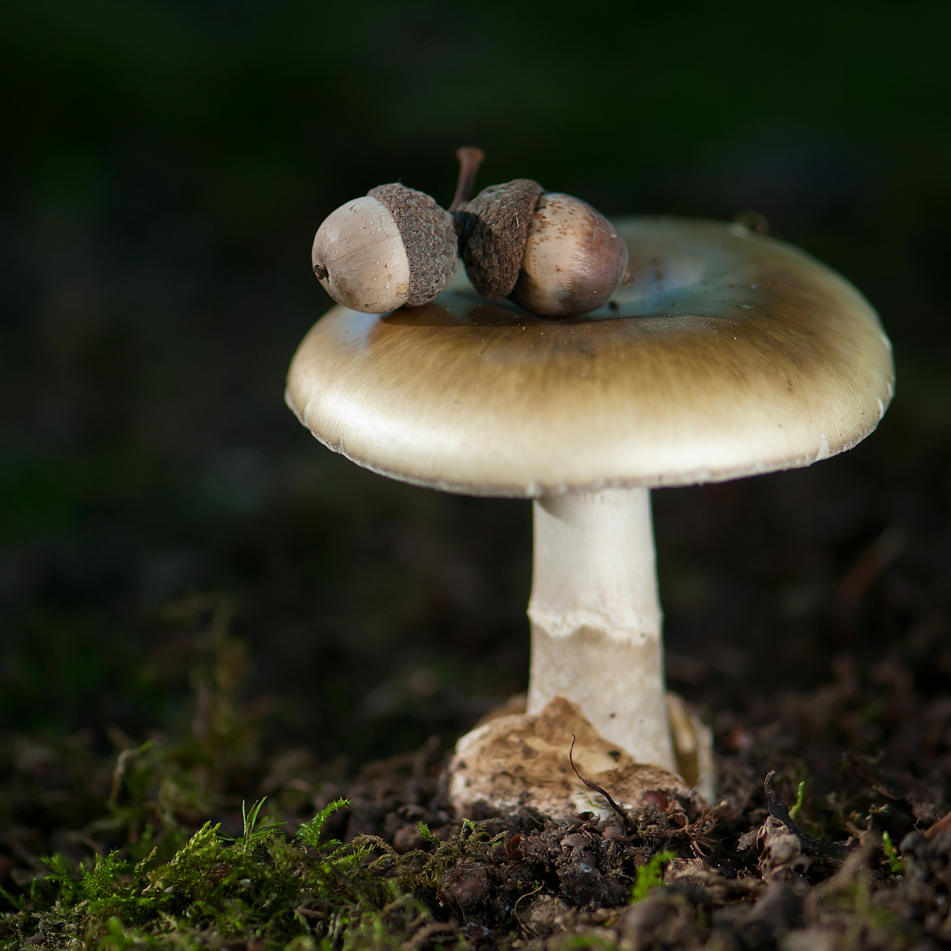Combating The Rise Of Deadly Fungi: The Urgent Need For New Treatments Combating The Rise Of Deadly Fungi: The Urgent Need For New Treatments