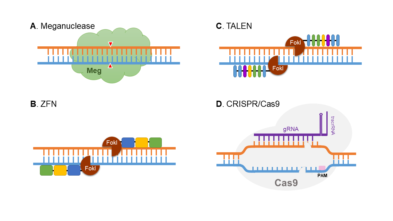 Complete Gene Insertion With Advanced Gene Editing Tools Complete Gene Insertion With Advanced Gene Editing Tools