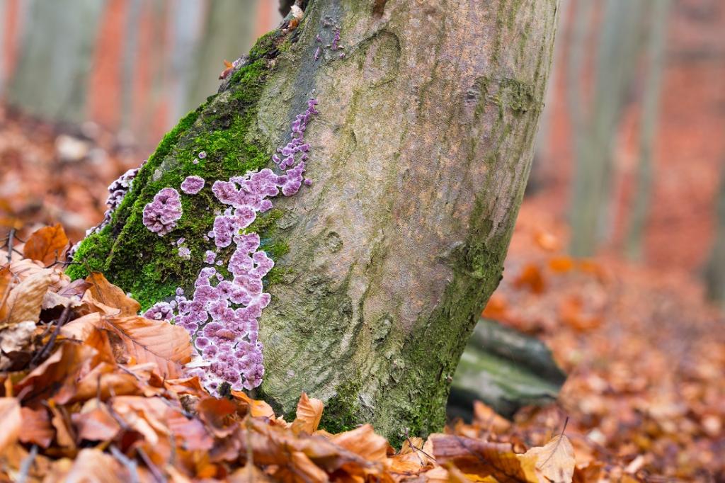 Could A Deadly Internal Fungus Become More Prevalent With Global Warming? Could A Deadly Internal Fungus Become More Prevalent With Global Warming?