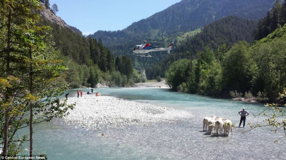 Cows Airlifted From Swiss Village: Operation Hits 96 Cows Airlifted From Swiss Village: Operation Hits 96