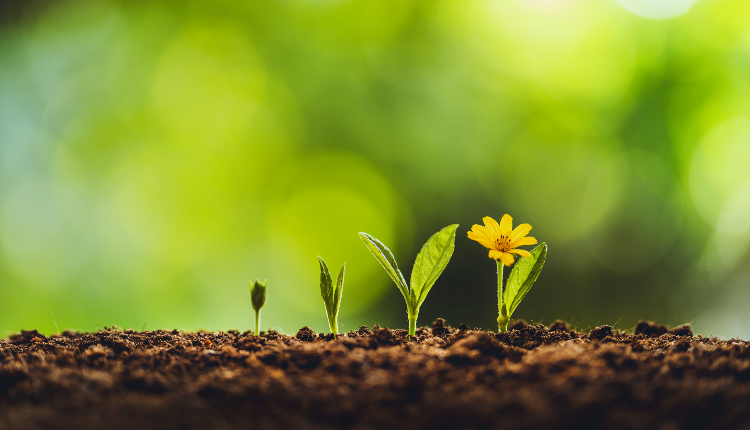 Cultivating Resilience: A Path To Mental Well-being Cultivating Resilience: A Path To Mental Well-being