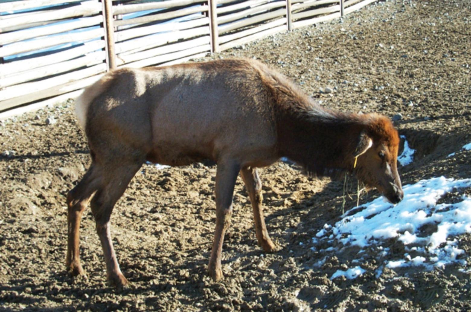 CWD Confirmed At Jackson Hole Elk Feedground: Implications And Response CWD Confirmed At Jackson Hole Elk Feedground: Implications And Response