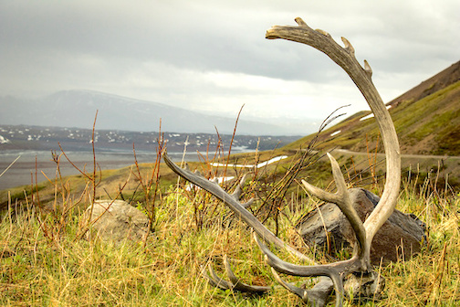 CWD Outbreak At Jackson Hole Elk Feedground: Current Status And Concerns CWD Outbreak At Jackson Hole Elk Feedground: Current Status And Concerns