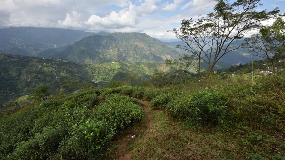 Darjeeling Tea: A Crisis In Production? Darjeeling Tea: A Crisis In Production?