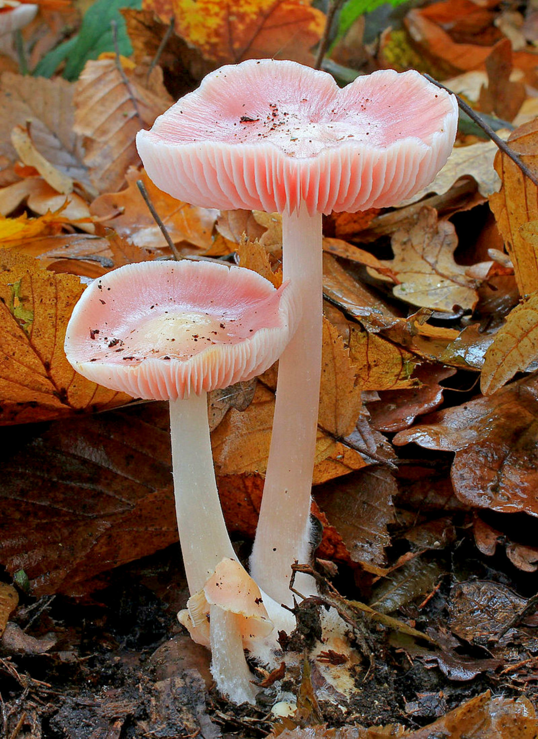 Deadly Fungi And The Growing Threat Of Untreatable Infections Deadly Fungi And The Growing Threat Of Untreatable Infections