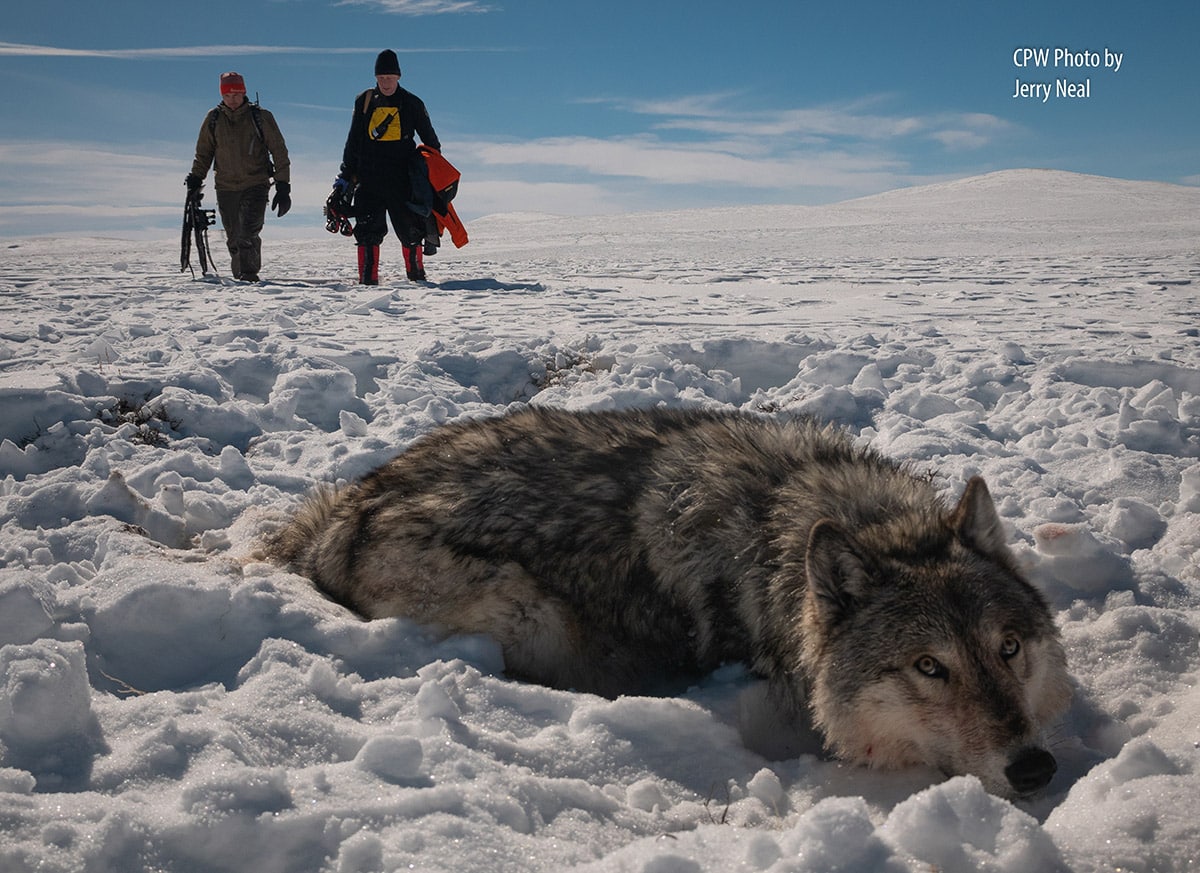 Death Of Second Colorado Gray Wolf In Wyoming Raises Concerns Death Of Second Colorado Gray Wolf In Wyoming Raises Concerns