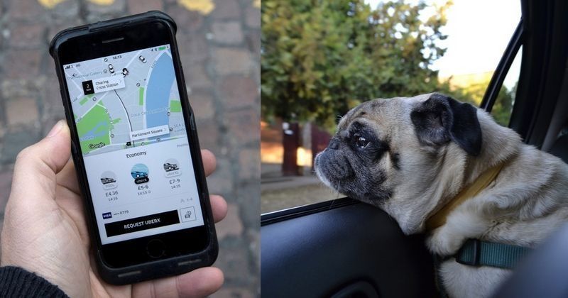 Delhi And Mumbai Get Uber Pet: Convenient Pet Travel Options Delhi And Mumbai Get Uber Pet: Convenient Pet Travel Options