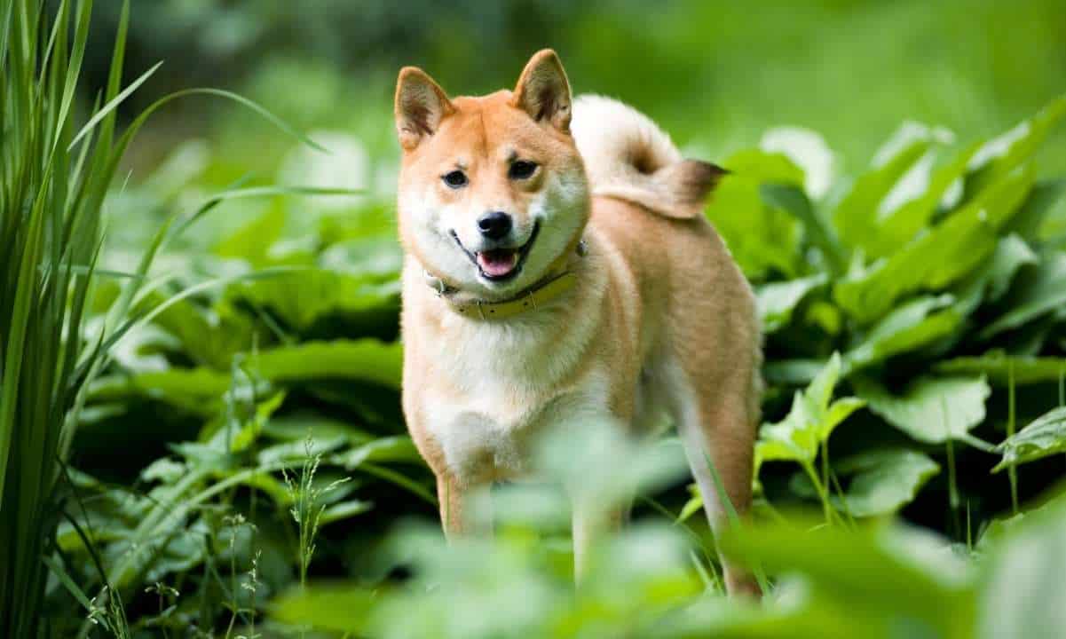 Dogecoin, Shiba Inu, And Sui Price Surge: Reasons Behind The Recent Rally Dogecoin, Shiba Inu, And Sui Price Surge: Reasons Behind The Recent Rally