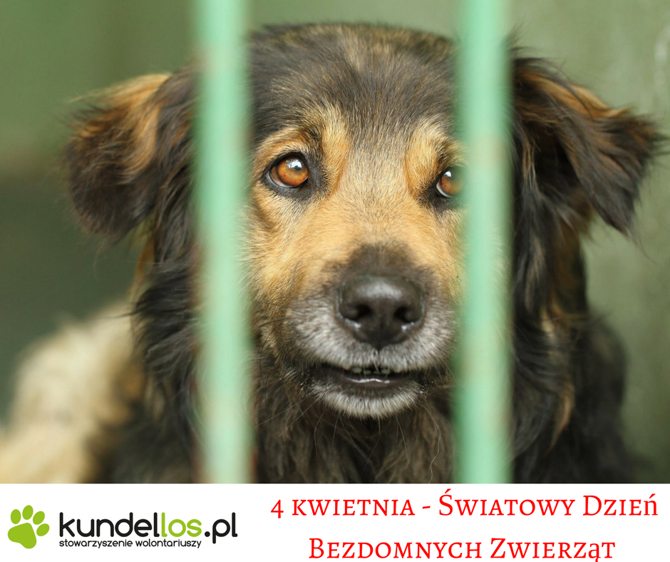 Dzień Zwierząt Bezdomnych: 4 Kwietnia - Co Możemy Zrobić? Dzień Zwierząt Bezdomnych: 4 Kwietnia - Co Możemy Zrobić?