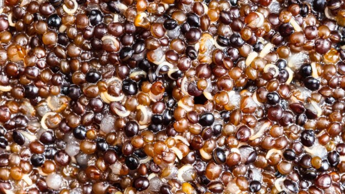 El Superalimento Que Combate Enfermedades Crónicas Y Promueve La Longevidad El Superalimento Que Combate Enfermedades Crónicas Y Promueve La Longevidad