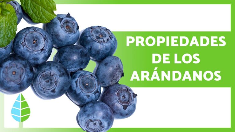 El Superalimento Que Supera Al Arándano: Beneficios Para La Salud Y La Longevidad El Superalimento Que Supera Al Arándano: Beneficios Para La Salud Y La Longevidad