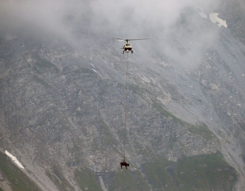 Emergency Airlift: Cows Rescued From Isolated Swiss Village Emergency Airlift: Cows Rescued From Isolated Swiss Village