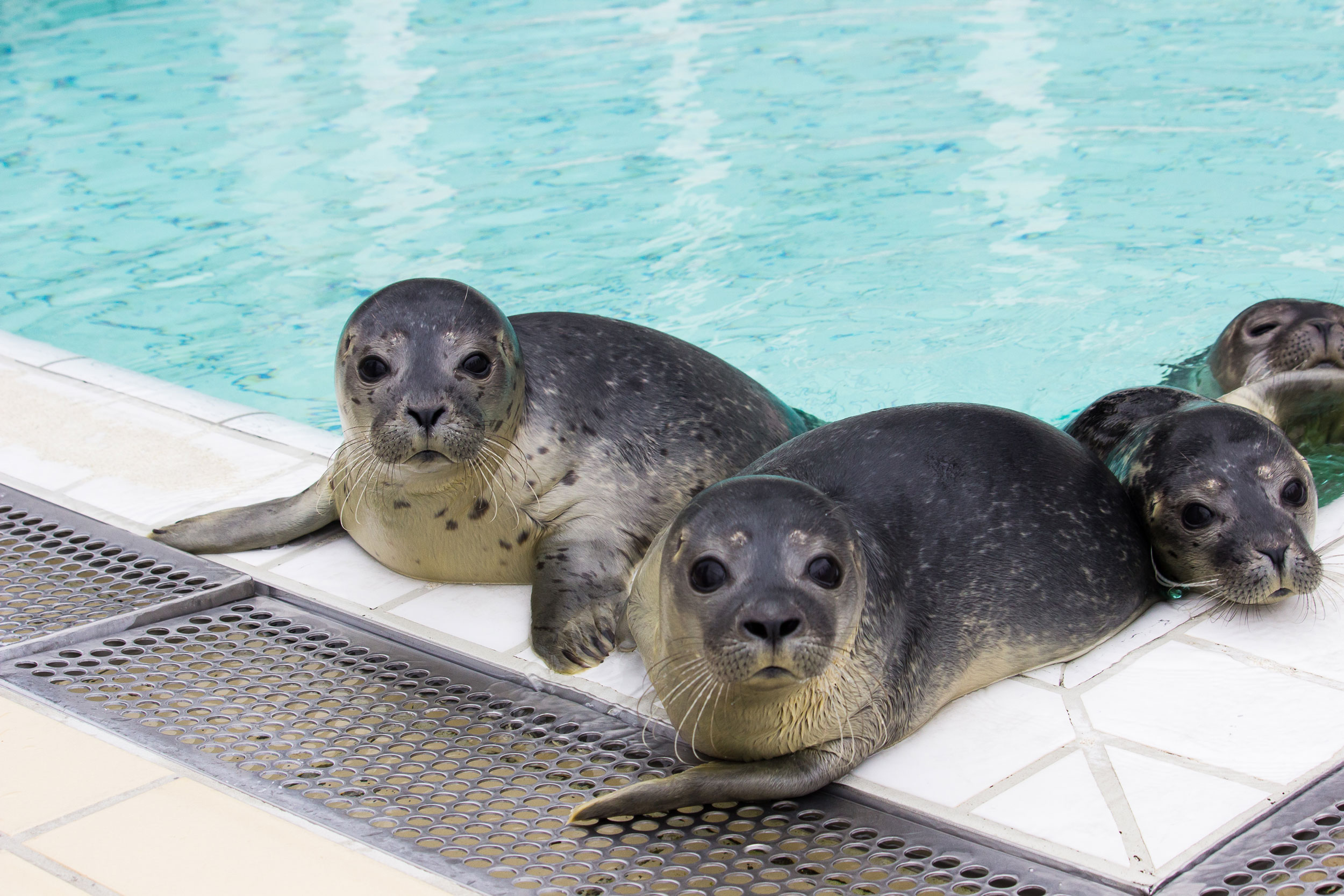 End Of An Era: Pieterburen's Seal Rescue Center Releases Its Last Seals End Of An Era: Pieterburen's Seal Rescue Center Releases Its Last Seals