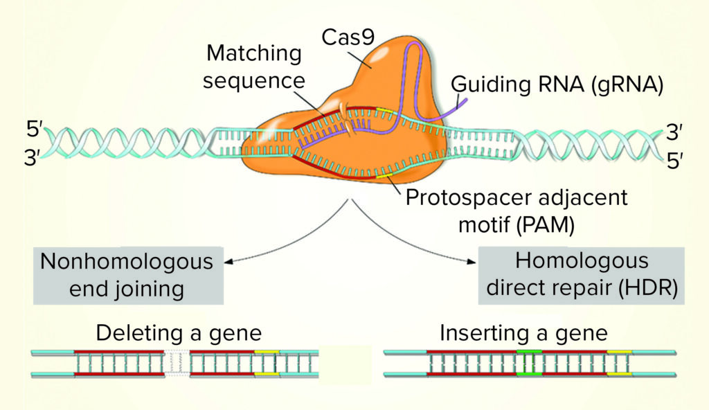 Enhanced CRISPR Technology For Precise Gene Modification Enhanced CRISPR Technology For Precise Gene Modification