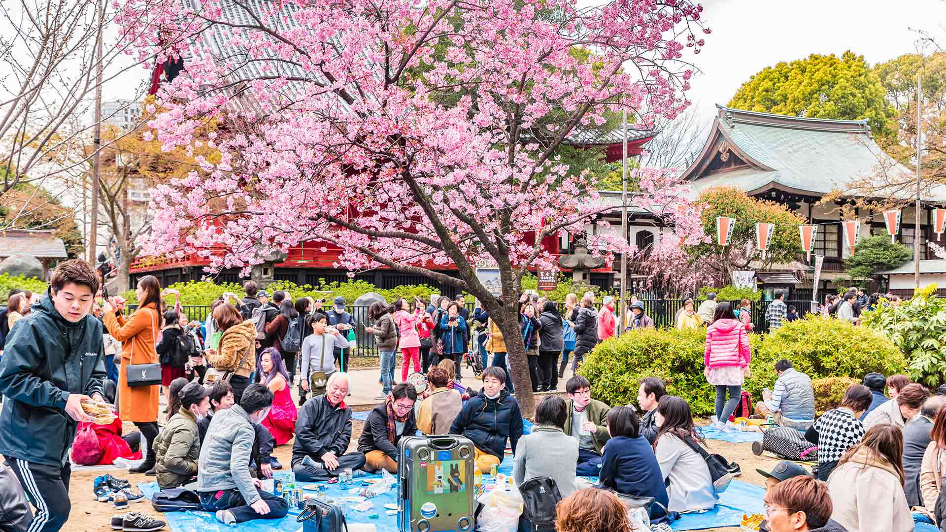 Experience Japan's Cherry Blossoms: A Springwatch Guide Experience Japan's Cherry Blossoms: A Springwatch Guide