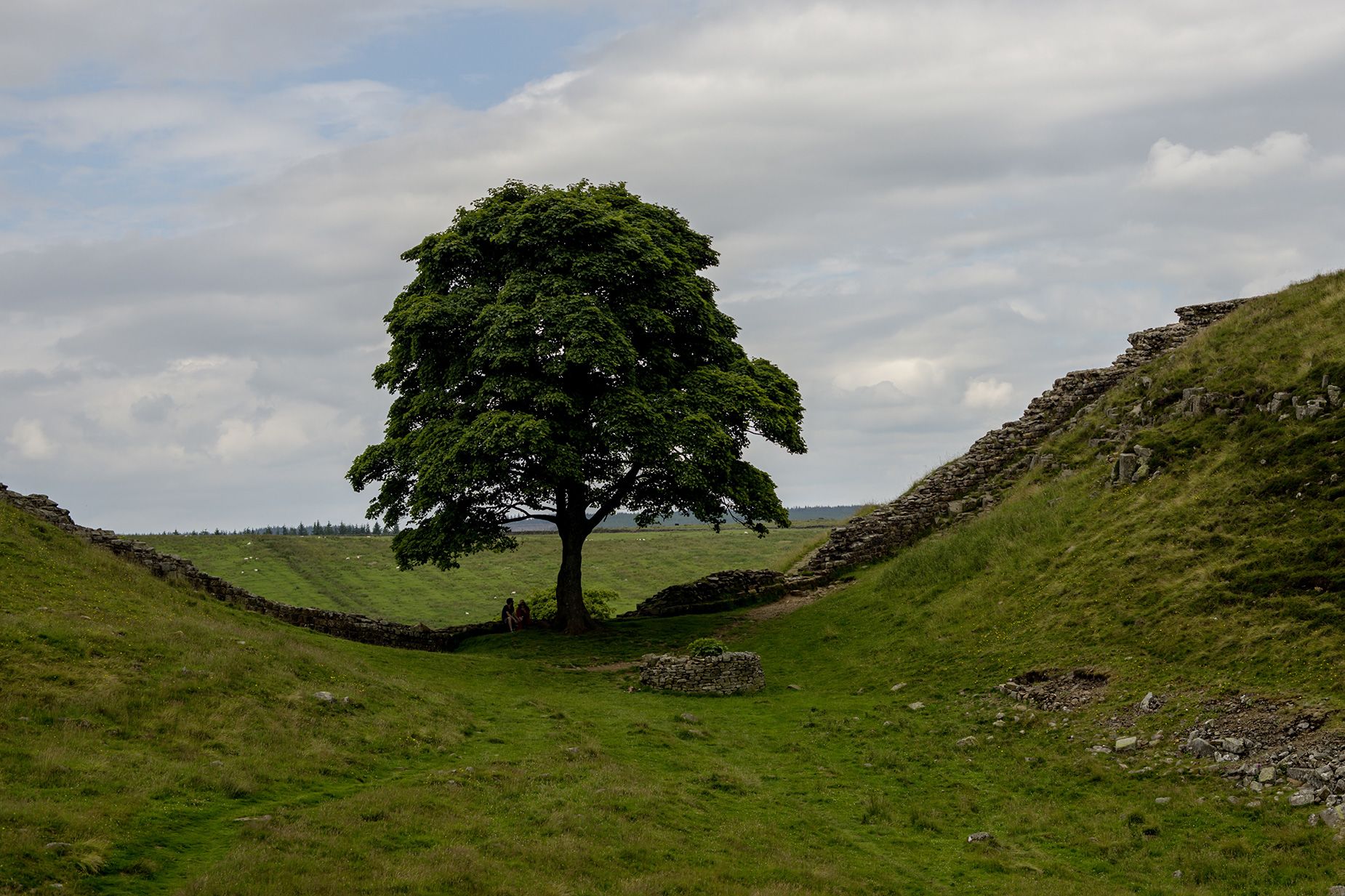 Famous Sycamore Gap Tree Felled: Convictions Secured Famous Sycamore Gap Tree Felled: Convictions Secured