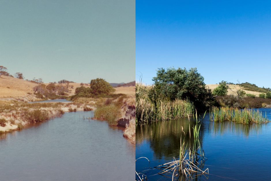 Farmers Fight Back: Kangaroo Overpopulation Adds To South Australia's Drought Woes Farmers Fight Back: Kangaroo Overpopulation Adds To South Australia's Drought Woes