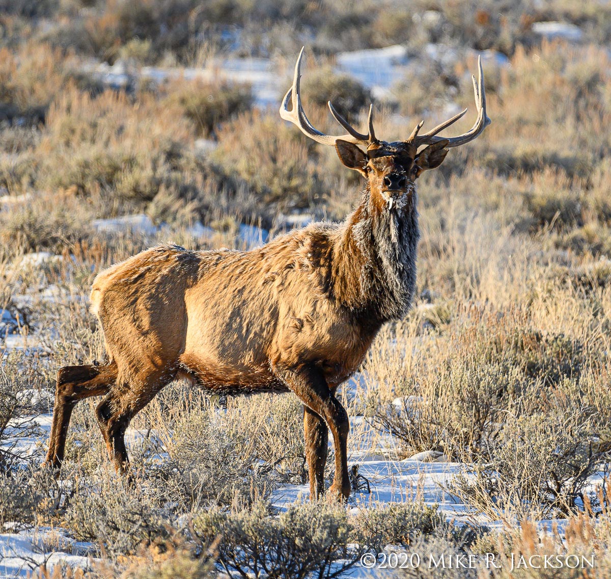 Fewer Jackson Elk Hunting Licenses Issued This Season Fewer Jackson Elk Hunting Licenses Issued This Season