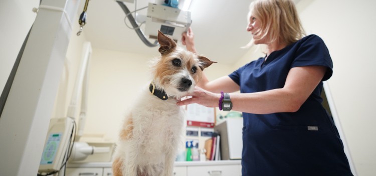 Financial Strain On Veterinary Practices: Vets Speak Out To The BBC Financial Strain On Veterinary Practices: Vets Speak Out To The BBC