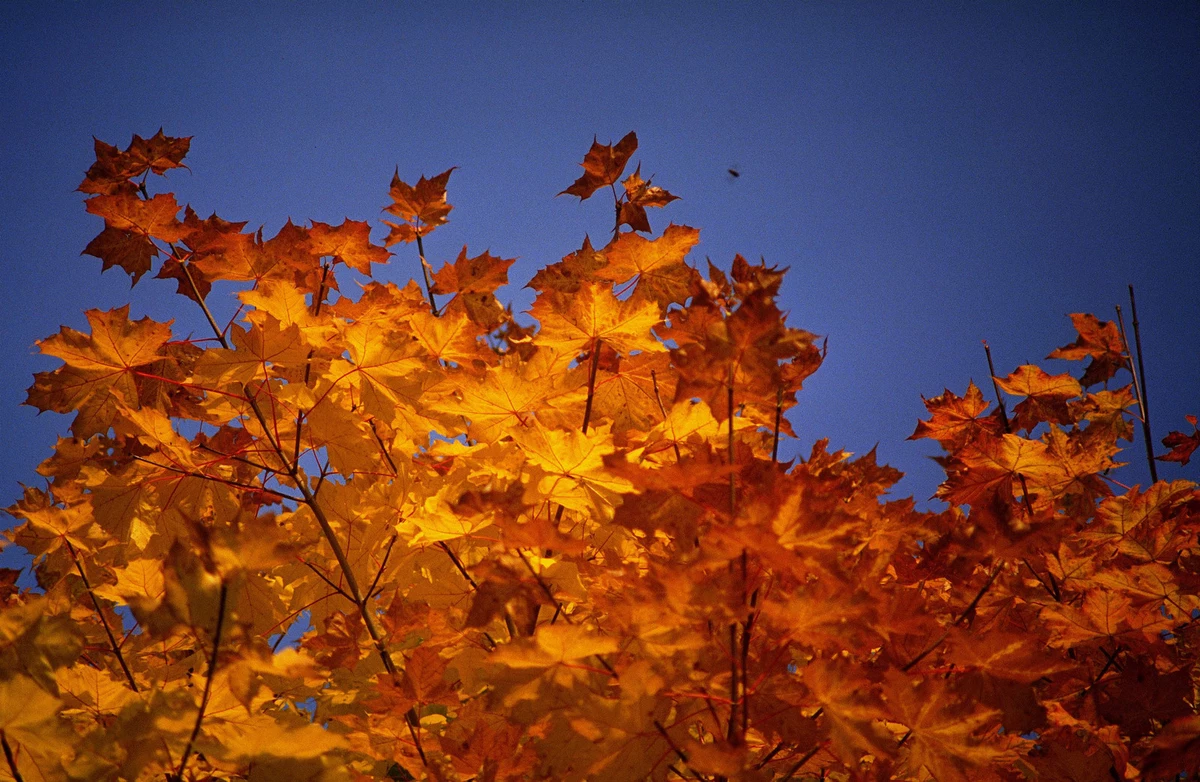 Finding Comfort In Breezy And Mild Temperatures Finding Comfort In Breezy And Mild Temperatures
