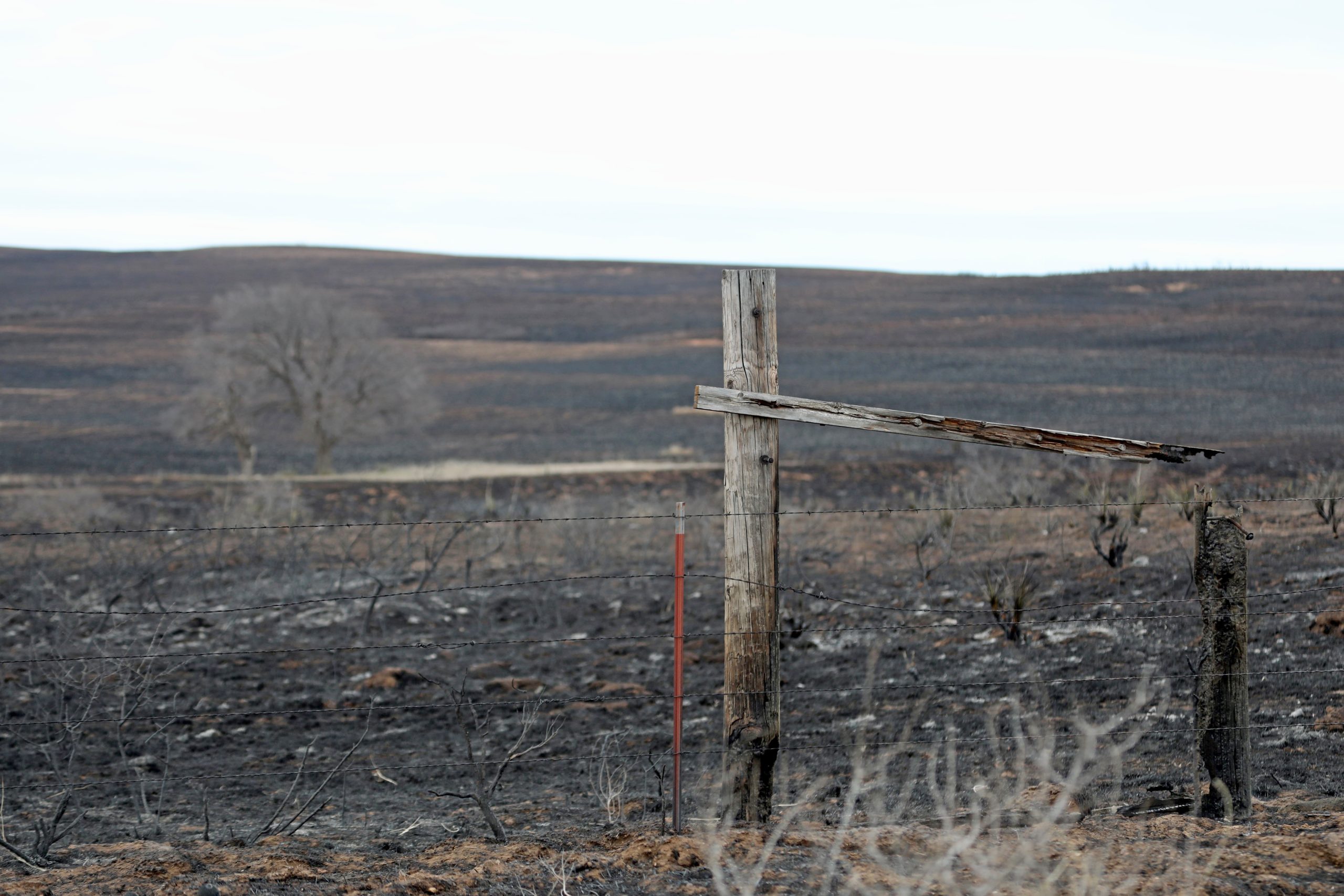 From Ashes To Growth: The Texas Panhandle's Post-Wildfire Journey From Ashes To Growth: The Texas Panhandle's Post-Wildfire Journey