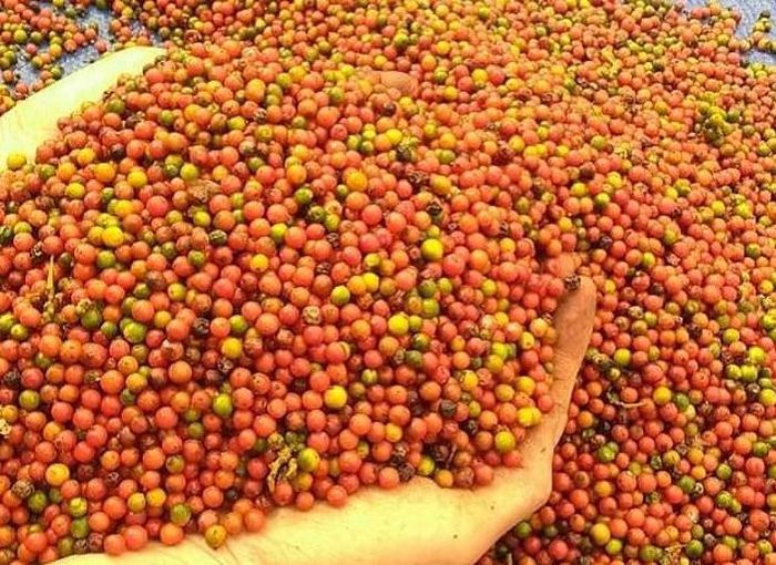Giá Tiêu Hôm Nay Tăng Đột Biến: Niềm Vui Trở Lại Với Người Trồng Tiêu Giá Tiêu Hôm Nay Tăng Đột Biến: Niềm Vui Trở Lại Với Người Trồng Tiêu